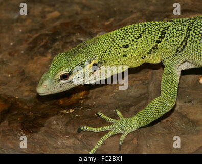 Leiter der asiatischen Smaragd Baum-Monitor (Varanus Prasinus), ursprünglich aus Neu-Guinea & nördlichen Torres-Strait-Inseln Stockfoto