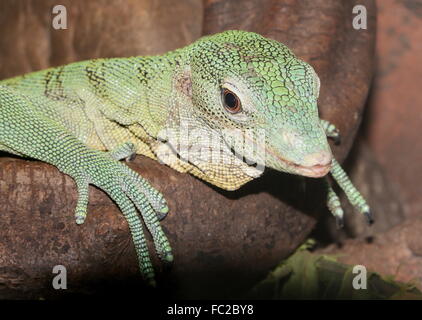 Nahaufnahme des Kopfes einer asiatischen Emerald Baumwaran (Varanus Prasinus), ursprünglich aus Neu-Guinea & Nord Torres-Strait-Inseln Stockfoto