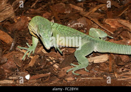 Asian Emerald Baumwaran (Varanus Prasinus), wandte sich heimisch in Neu-Guinea, zu Fuß auf den Boden, Kopf Stockfoto