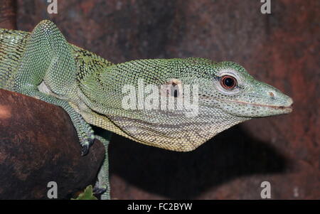 Nahaufnahme des Kopfes einer asiatischen Emerald Baumwaran (Varanus Prasinus), in Neuguinea heimisch. Im Profil gesehen. Stockfoto