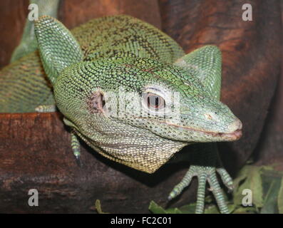 Nahaufnahme des Kopfes einer asiatischen Emerald Baumwaran (Varanus Prasinus), in Neuguinea heimisch. Mit Blick auf die Kamera. Stockfoto