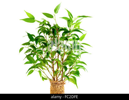 Nahaufnahme der frische grüne Blätter der Zimmerpflanze. Ficus Benjamina. Isoliert auf weißem Hintergrund. Stockfoto