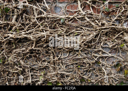 Kletterpflanze auf eine Mauer Stockfoto