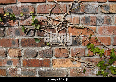 Kletterpflanze auf eine Mauer Stockfoto