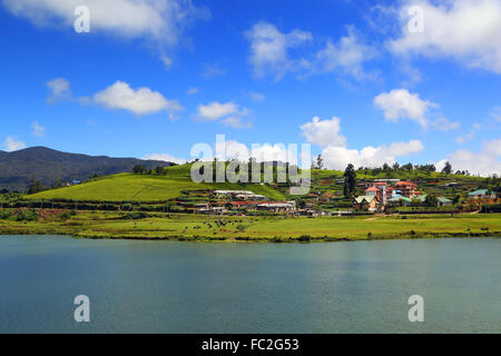 Gregory See in Nuwara Eliya - Sri Lanka Stockfoto