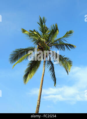 Kokospalme gegen blauen Himmel Stockfoto