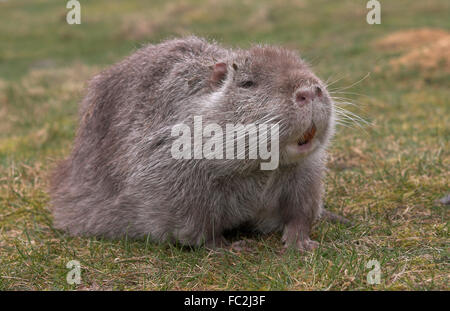 Nutrias, Ragondin, Nutria, Biber-Ratte, Biber brummeln, Sumpfbiber, Sumpf-Biber, Biberratte Stockfoto