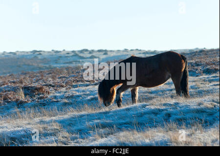 Builth Wells, Powys, Wales, UK. 20. Januar 2016. UK-Wetter.  Welsh Ponys gelten Weiden auf den Mynydd Epynt Hochmoor oberhalb der Tal-Wolke nahe Builth Wells, Powys, nach einer Nacht mit Temperaturen um minus 5 Grad Celsius fallen. Bildnachweis: Graham M. Lawrence/Alamy Live-Nachrichten. Stockfoto