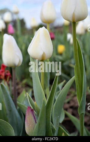 Weiße Tulpen auf ein Tulpenfeld Stockfoto