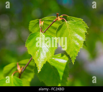 Junge Birken-Blätter Stockfoto