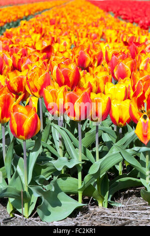 Frühling-Feld rot-gestreiften Tulpen Stockfoto