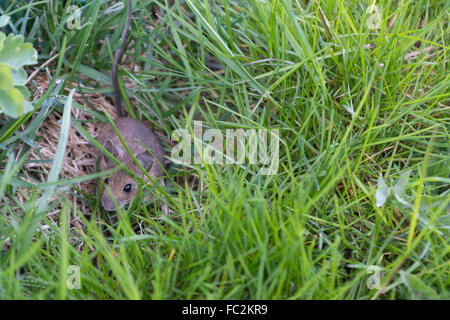 junge graue Maus in der Wiese Stockfoto