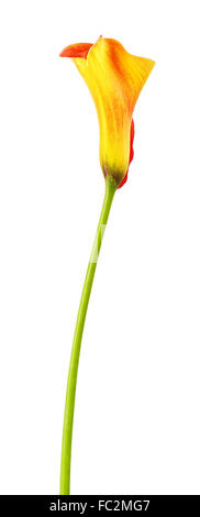 Feuerlilie Calla Zantedeschia Blume, isoliert auf weiss Stockfoto