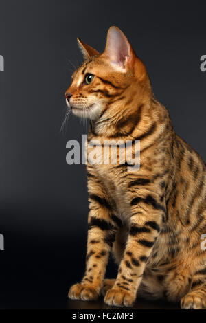 Bengal-Katze sitzt auf schwarzen Hintergrund Stockfoto