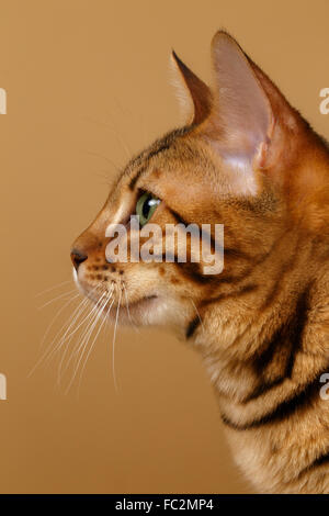 Close-up-Bengal-Katze im Höhenplan Stockfoto