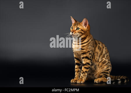 Bengal-Katze sitzt auf schwarzen Hintergrund Stockfoto