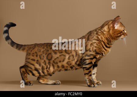 Wunderschöne Bengal-Katze steht auf braunem Hintergrund Stockfoto