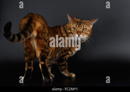 Bengal-Katze, die im Rückblick auf den Fersen Stockfoto