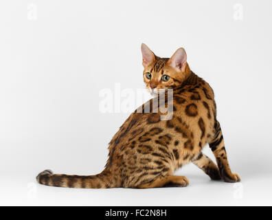 Bengal-Katze gedreht auf weißem Hintergrund Stockfoto