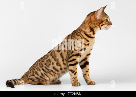 Bengal Cat hob auf weißem Hintergrund Stockfoto