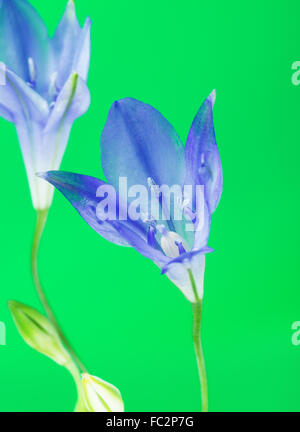 frische Brodiaea Blume, Cluster-Lilie, auf grünem Hintergrund Stockfoto