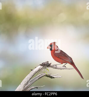 Männliche nördlichen Kardinal Stockfoto