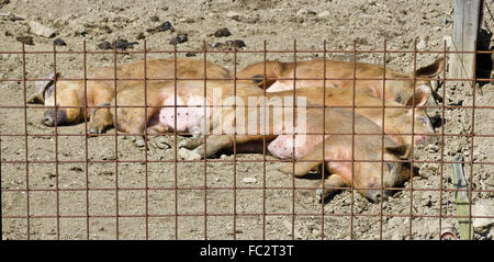 schlafen junge Mangalica-Schweine Stockfoto