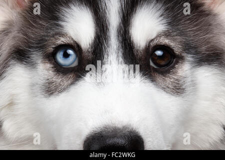 Closeup Siberian Husky Welpen anderen Augen Stockfoto