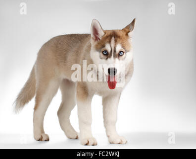 Siberian Husky Welpen steht und neugierig schauen auf weiß Stockfoto