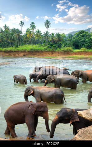 Herde von Elefanten im Fluss des Dschungels Stockfoto