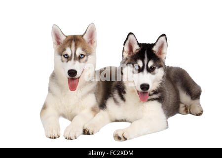 Zwei Siberian Husky Welpen isoliert auf weiss Stockfoto