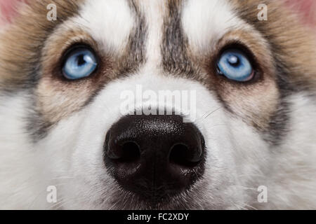 Closeup blaue Augen Siberian Husky Welpen Stockfoto