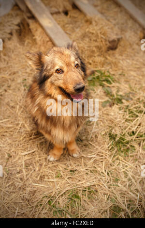 Ingwer-Hund sitzt im Freien auf Heu Stockfoto