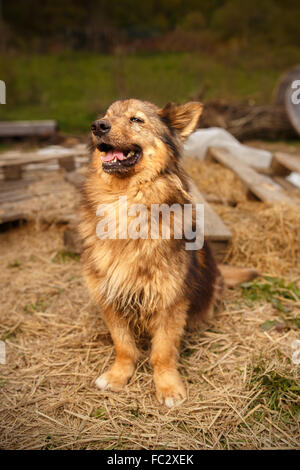 Ingwer-Hund sitzt im Freien auf Heu Stockfoto