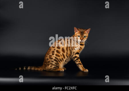 Bengal-Katze sitzt auf schwarz Stockfoto