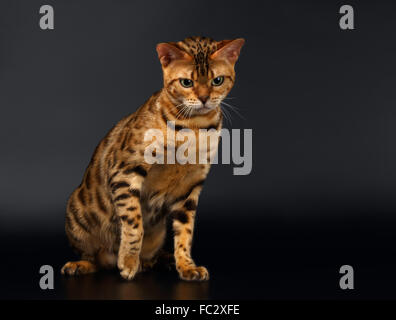 Bengal-Katze sitzt auf schwarz Stockfoto