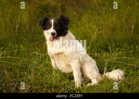 Schwarz / weiß lächelnd Hund auf Rasen Stockfoto