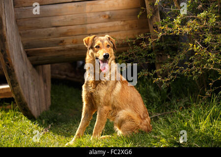 Lustige Ingwer Hund sitzt auf dem Rasen im freien Stockfoto