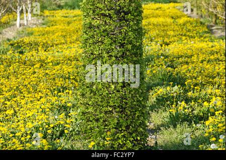 grüne Hainbuchen Hecke und gelbe Löwenzahn Stockfoto