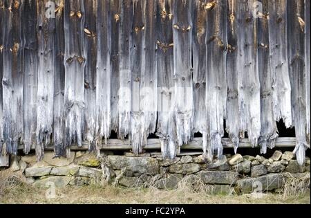 verwitterter Holzwand mit verrotteten Planken Stockfoto