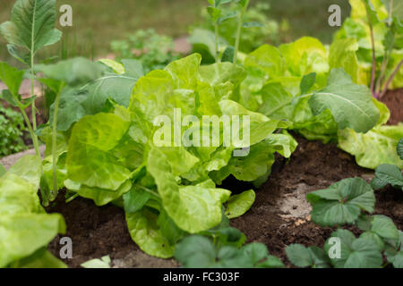 Frühbeet mit Salat und kohlrabi Stockfoto