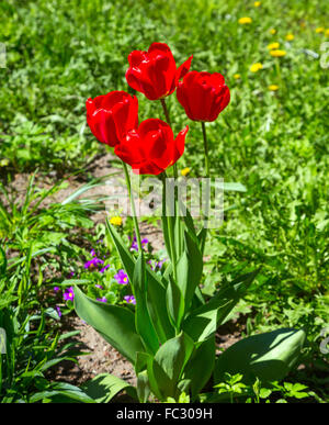 viele rote Tulpen Stockfoto
