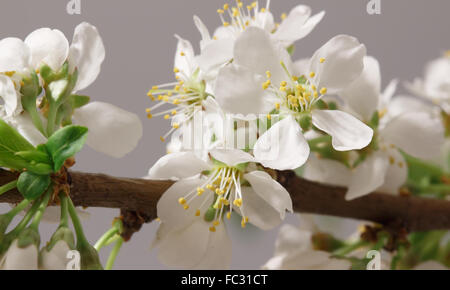 Frühjahr blühen Stockfoto