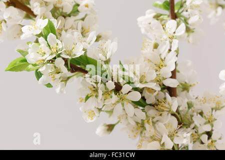 Frühjahr blühen Stockfoto