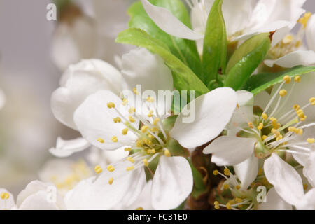 Frühjahr blühen Stockfoto