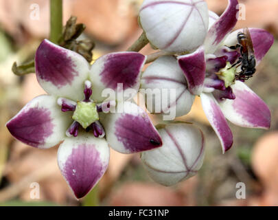 Calotropis Procera, Sodom Apfel, immergrüner Strauch mit dicken gegenüber Blätter und lila Blüten, pod mit Zahnseide, Sap giftig Stockfoto