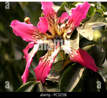 Ceiba Speciosa, Seide Zahnseide Baum mit stacheligen Stamm und Äste, handförmig zusammengesetzte Blätter, rosa Blüten, die Verbreitung capsul Stockfoto