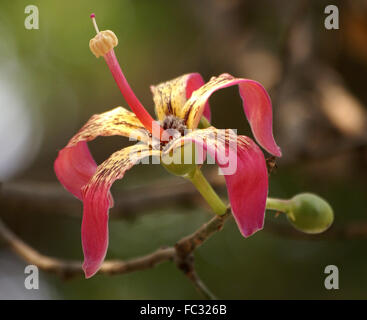 Ceiba Speciosa, Seide Zahnseide Baum mit stacheligen Stamm und Äste, handförmig zusammengesetzte Blätter rosa Verbreitung Blumen, Kapsel, Zahnseide Stockfoto