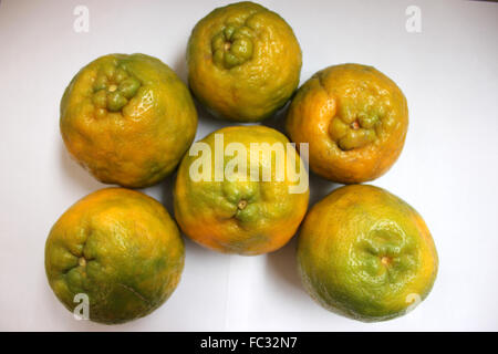 Citrus Reticulata, Mandarine, tropischer Baum mit dicken Blättern, weißen Blüten und Beeren, Rinde leicht geschält, Segmente Stockfoto