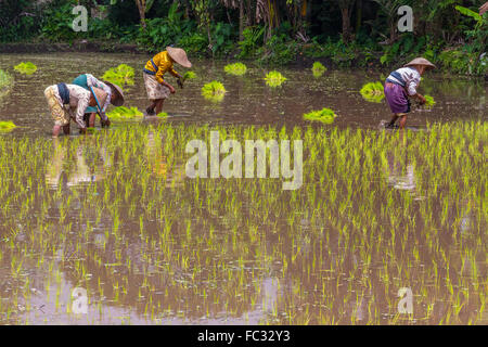 Arbeiterinnen, die Reis im Dorf in der Nähe des Vulkans Merapi Pflanzen. Java Indonesien. Stockfoto